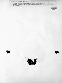Arctomia fascicularis image